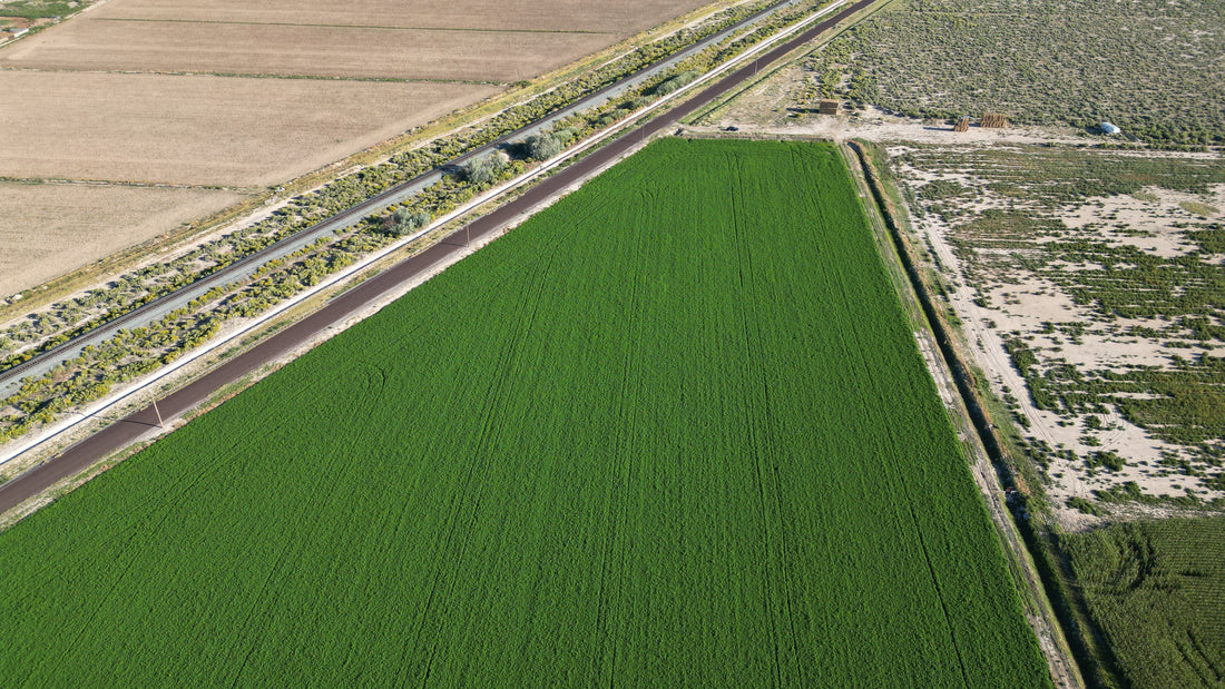 Alfalfa vs. Timothy Hay: Which Is Best for Your Rabbit or Guinea Pig?