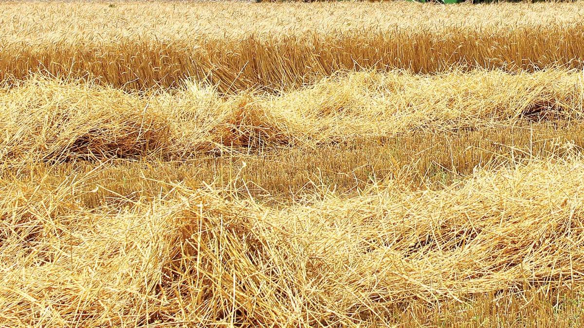 Natural dust-free straw bedding from farm-grown wheat
