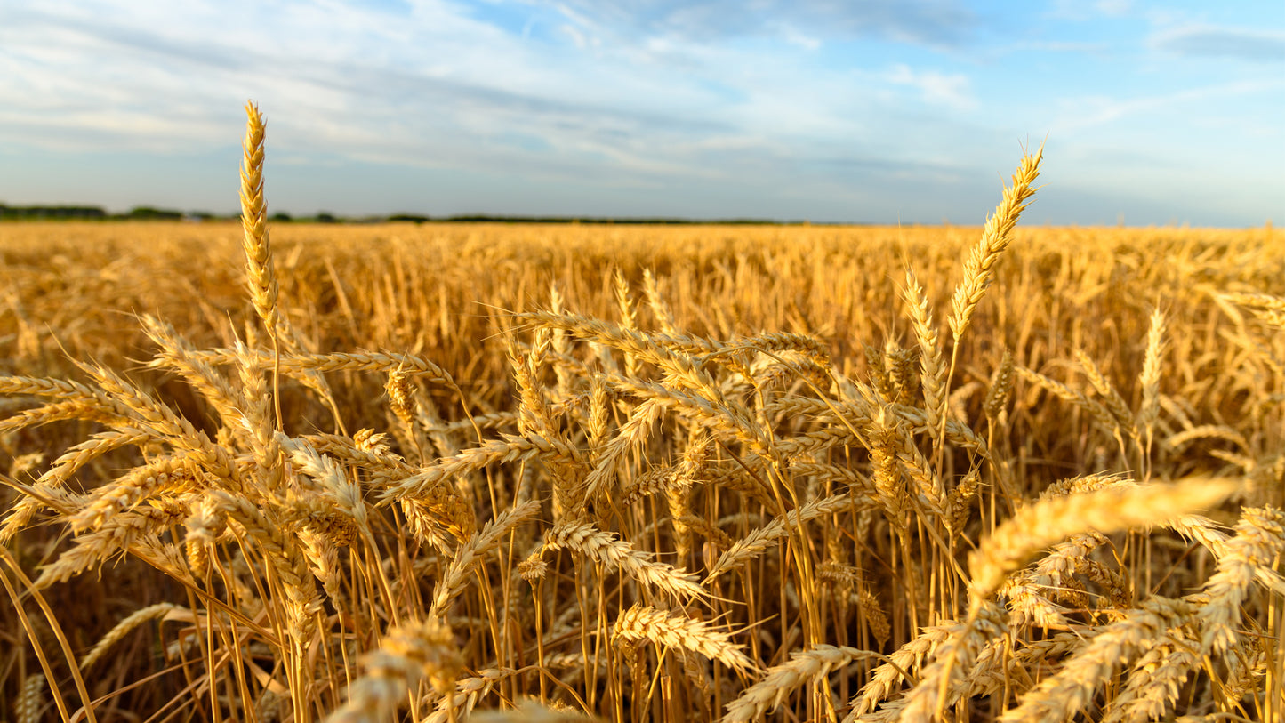 Clean straw bale for landscaping or composting