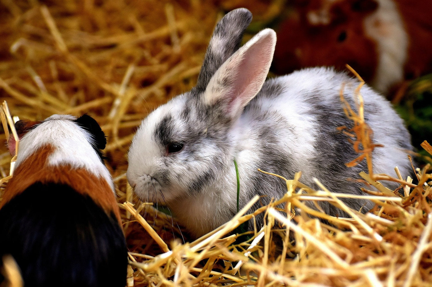 Clean straw for guinea pig cages or rabbit hutches