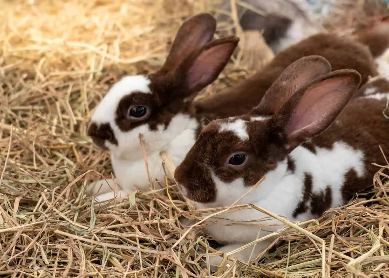 Straw bedding for rabbits and guinea pigs
