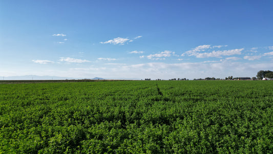 Orchard Grass Hay vs. Alfalfa Hay: Which is Best for Your Rabbit?