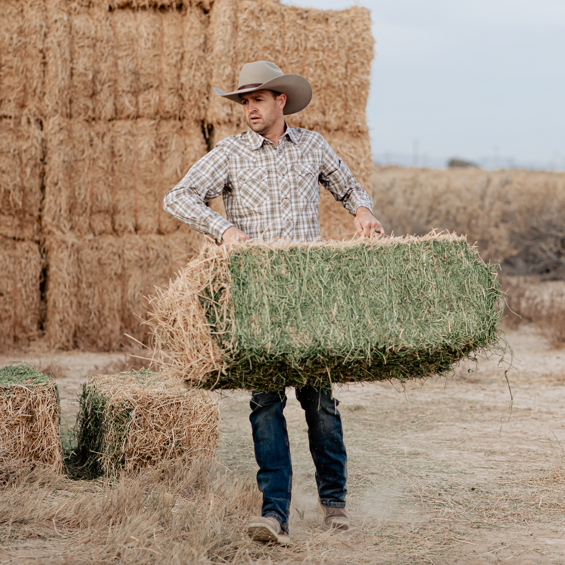 The Benefits of Alfalfa Hay for Rabbits