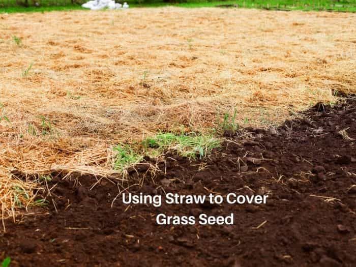 Straw covering grass seed to prevent erosion