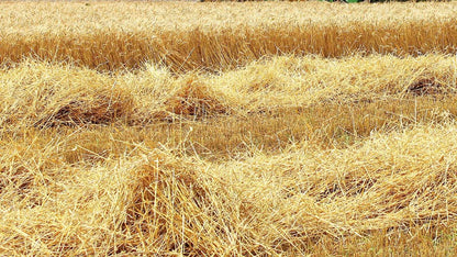 Natural dust-free straw bedding from farm-grown wheat