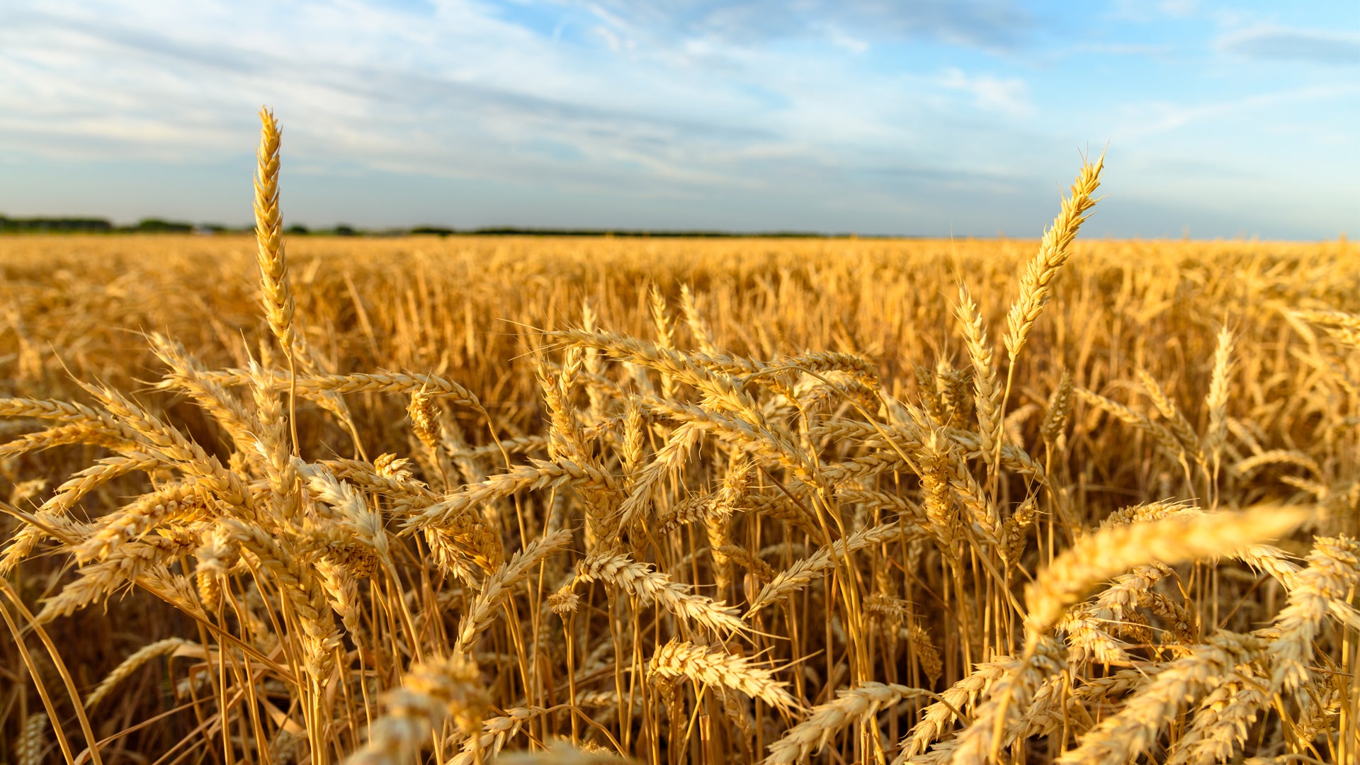 Clean straw bale for landscaping or composting