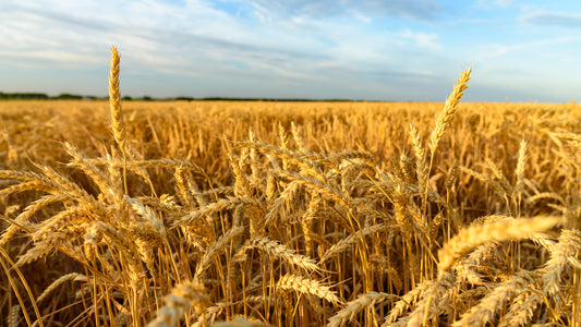 Clean straw bale for landscaping or composting