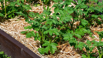 Straw bale used as mulch in a garden bed