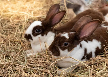 Straw bedding for rabbits and guinea pigs